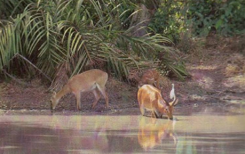 Réserve Scientifique de Lamto