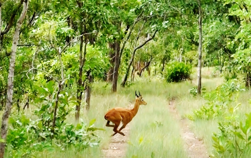 Le Parc de la Comoé retiré de la liste des "patrimoines en péril"