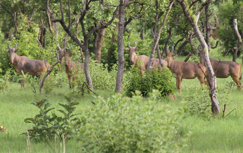 Parc National de la Comoé