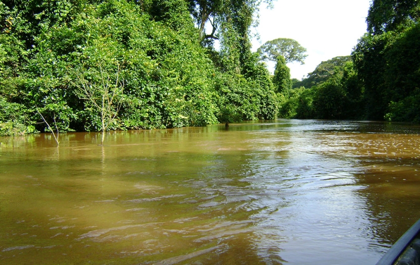 Parc National de Taï