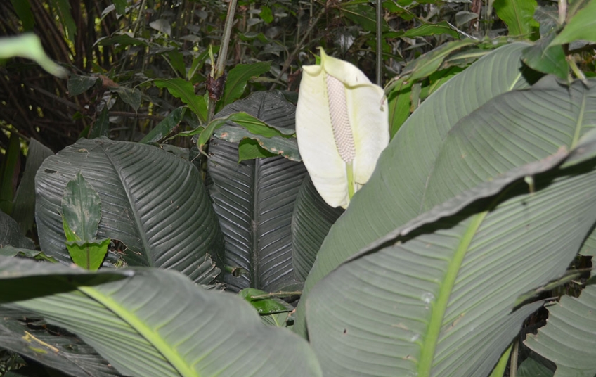 Réserve naturelle partielle de Dahliafleur