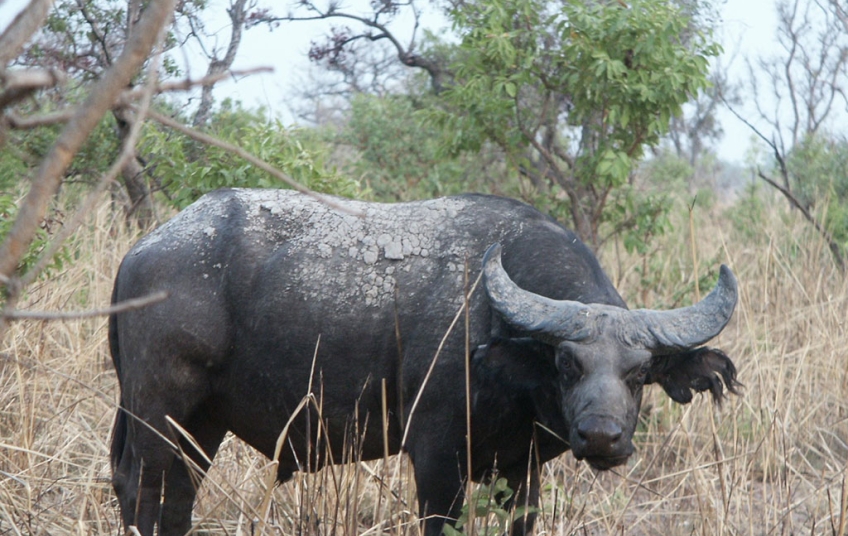 Réserve de Faune d’Abokouamékro