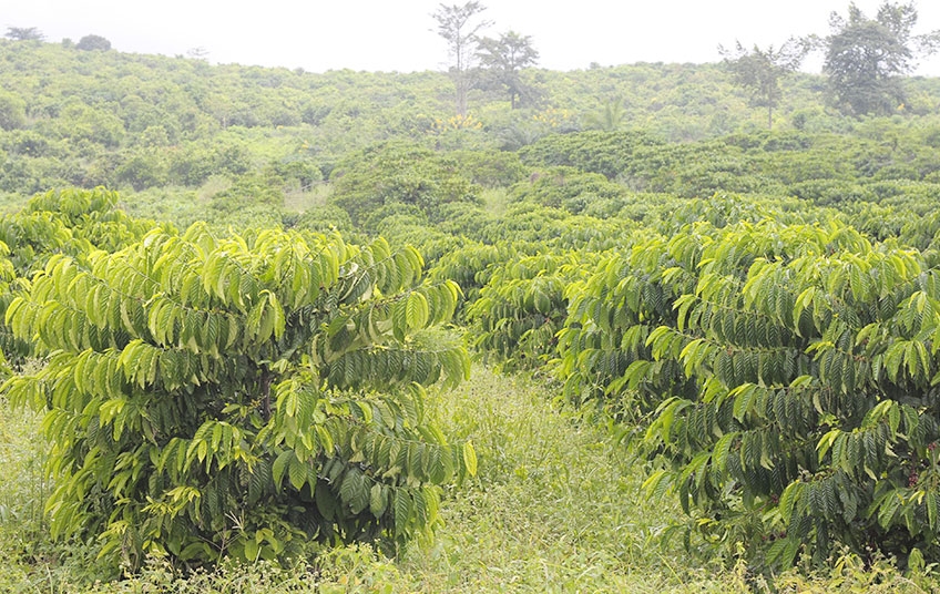 A la découverte de nos exploitations de café et cacao