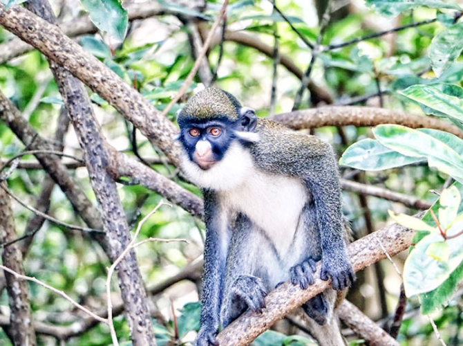 Quinzaine touristique : belle symbiose entre hommes et singes à Gbétitapia