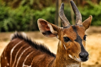 La région du Haut-Sassandra Marahoue