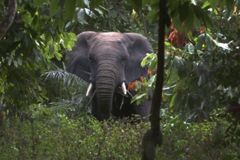 Parc National de la Marahoué