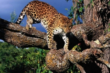 Parc National du Mont Sangbé