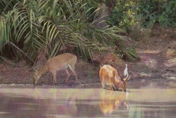 Réserve Scientifique de Lamto