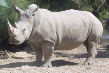 Côte d’Ivoire Tourisme, soutient l’opération "Sauvons le Rhino"