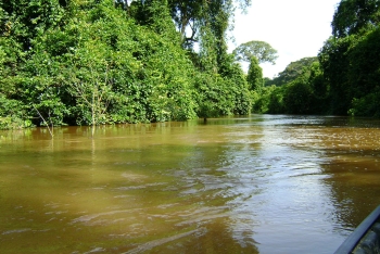 Parc National de Taï