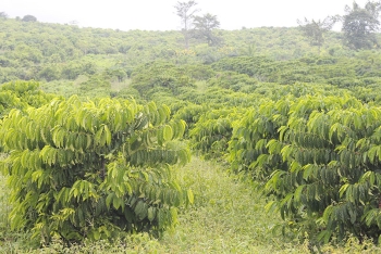 A la découverte de nos exploitations de café et cacao