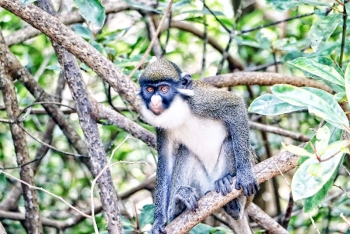 Quinzaine touristique : belle symbiose entre hommes et singes à Gbétitapia