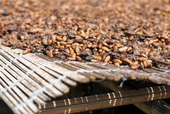 Terre de Cacao et Berceau du Chocolat