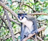 Quinzaine touristique : belle symbiose entre hommes et singes à Gbétitapia